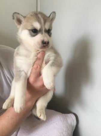 Image 12 of Gorgeous Siberian husky puppies for sale!