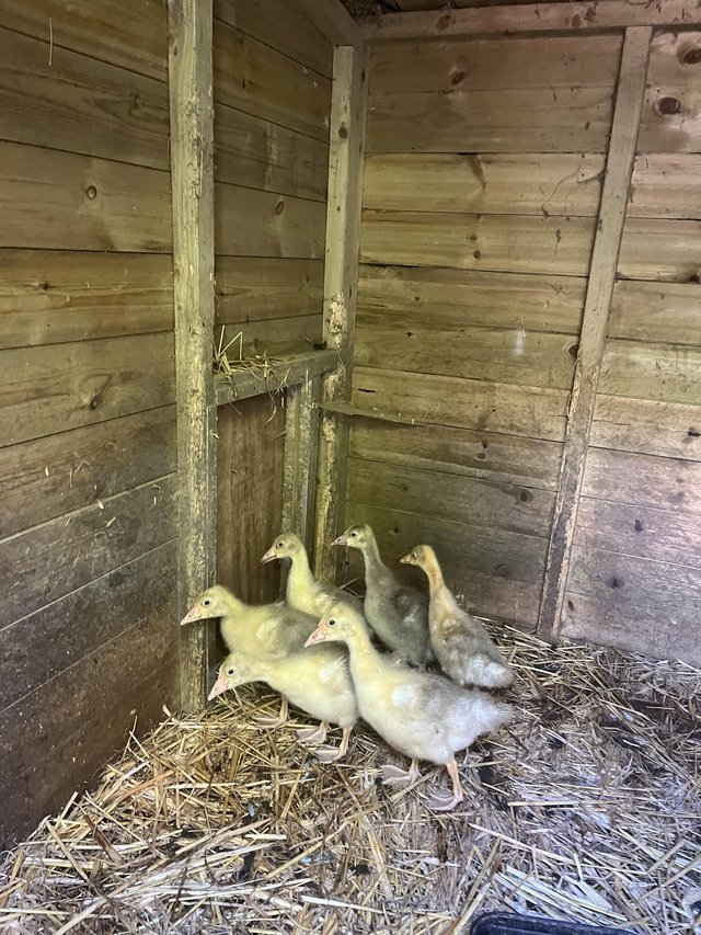 Preview of the first image of 8 unisex (4 weeks old) goslings for sale.