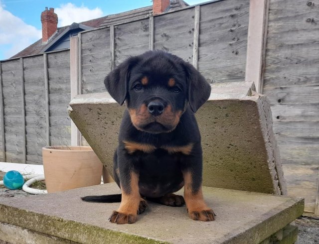 Preview of the first image of Rottweiler Puppies Champion Bloodline.