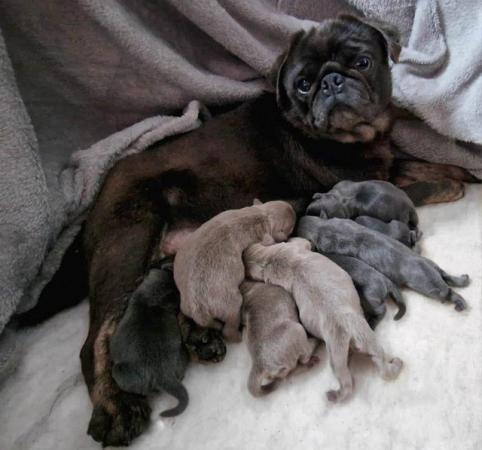 Image 4 of Gorgeous BLUE and Tan Pug puppies, KC, PDE clear.