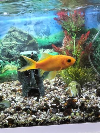 Image 1 of 2 goldfish for sale , suitable for a pond