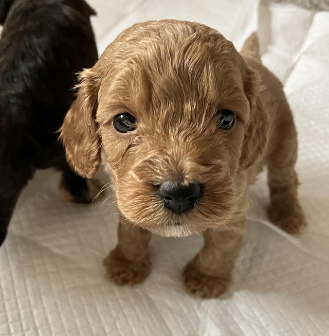 Preview of the first image of Cockapoo F1, puppies for sale, parents KC reg, Show/toy.