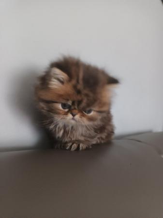 Image 5 of 2 happy and healthy pedigree persian kittens for sale