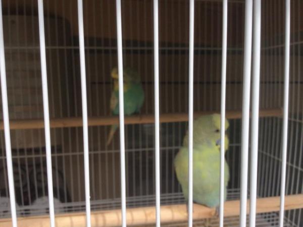 Image 4 of Pair of Budgies for sale