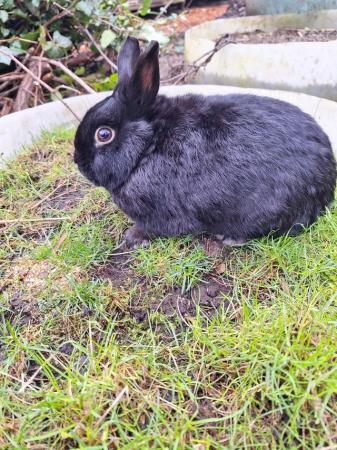 Image 4 of Young Netherland dwarf buck for sale £30