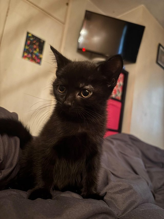 Kittens and mum for loving forever homes — photo 4 of 4