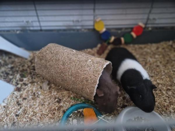 Image 4 of Guinea pigs X2 males. 6months old