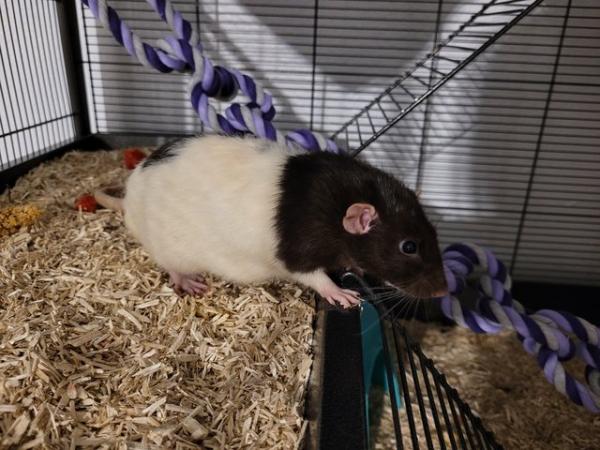 Image 4 of 2 gorgeous dumbo male rats needing a new home