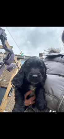 Image 14 of *READY FOR NEW HOMES NOW* cocker spaniel pups