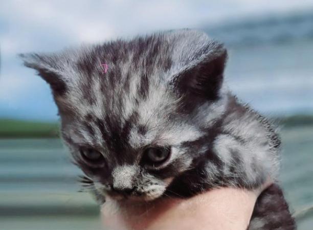 Image 14 of British Shorthair Kittens 9 weeks old