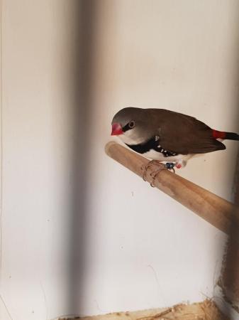 Image 3 of Dimond firetails finches  for sale
