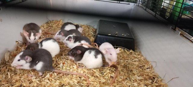 Image 3 of Gorgeous baby dumbo rats