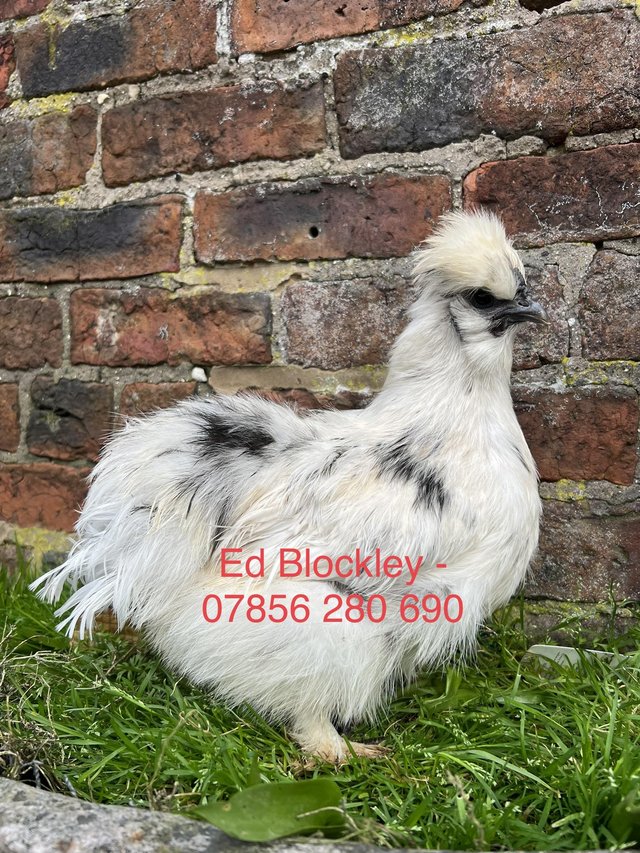 Preview of the first image of Large fowl bearded paint silkie hatching eggs.