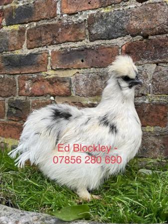 Image 1 of Large fowl bearded paint silkie hatching eggs