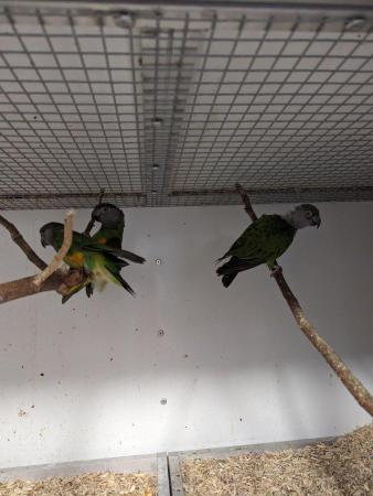 Image 2 of 10 month Senegal parrot for sale