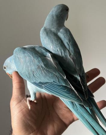 Image 10 of Handreared Silly Tame Baby Blue Ringneck Parrots