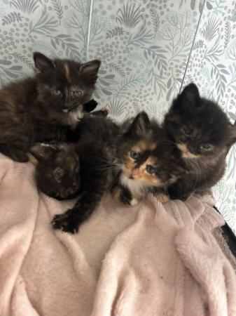Image 9 of Beautiful fluffy mixed coloured kittens