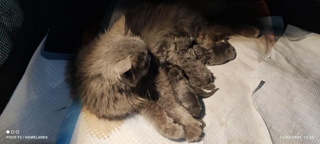 Image 6 of ??Ready NOW! Grey British Shorthair Kittens ??????