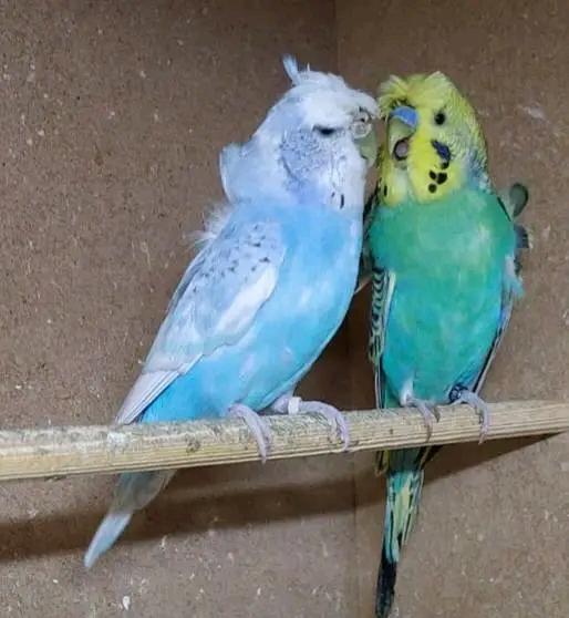 Preview of the first image of Budgies available all over one year.