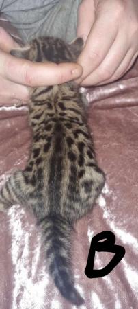 Image 2 of Charcoal and gold bengal kittens