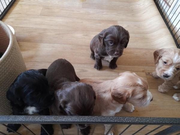 Image 10 of Stunning Sprocker Puppies ALL SOLD NOW !!!