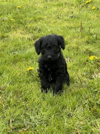 Image 2 of Schnoodle puppies ready 5/6th May