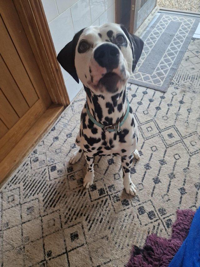 Preview of the first image of Kc registered male dalmatian 20 months.