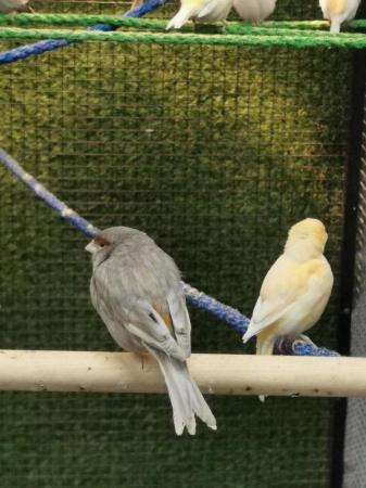 Image 6 of Canarys canaries yellow Fife diamorphic harlequin Mosaic LDN