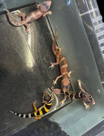 Image 5 of Various leopard geckos available!