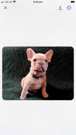 Image 4 of Frentch bulldog for sale
