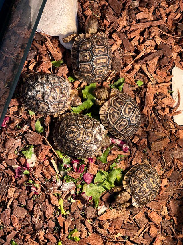 Preview of the first image of Baby Leopard Tortoises looking for there new homes.