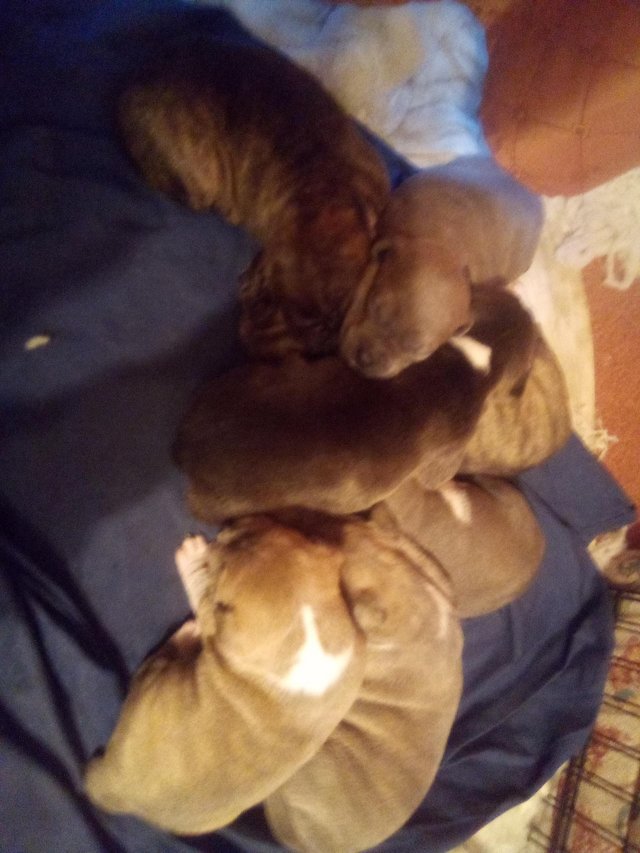 Preview of the first image of Staffiture terrier puppys.