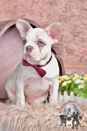 Image 2 of Kc Frenchie puppies Isabella carrier merles