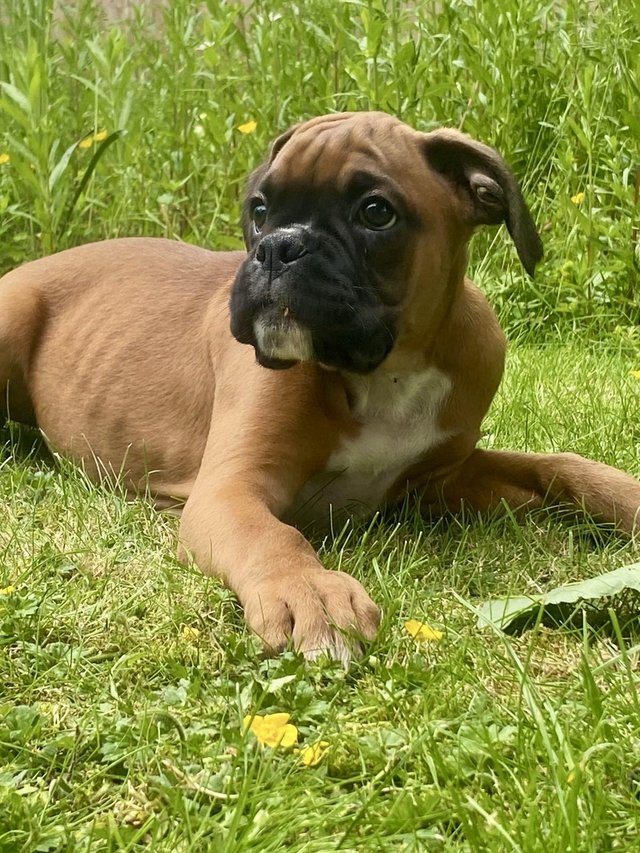 Preview of the first image of Stunning KC REG Red Boxer Puppies 1 Boy Tail Left.