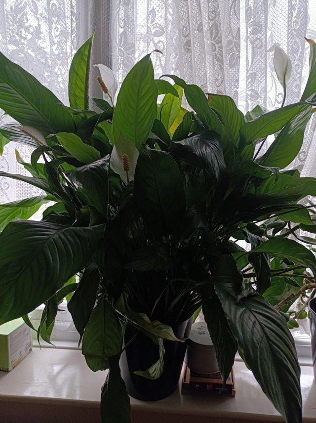 Preview of the first image of 3 X Large peace lilies, donation required.