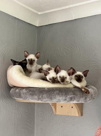Image 8 of GCCF registered Siamese kittens ready now at 14 weeks of age