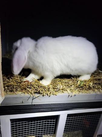 Image 2 of A year old girl bunny. Looking for a new home
