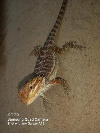 Image 4 of Baby bearded dragons for sale