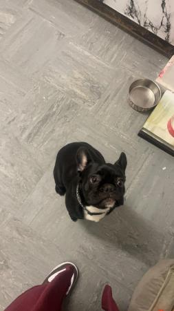 Image 5 of Frenchie puppy looking for new home