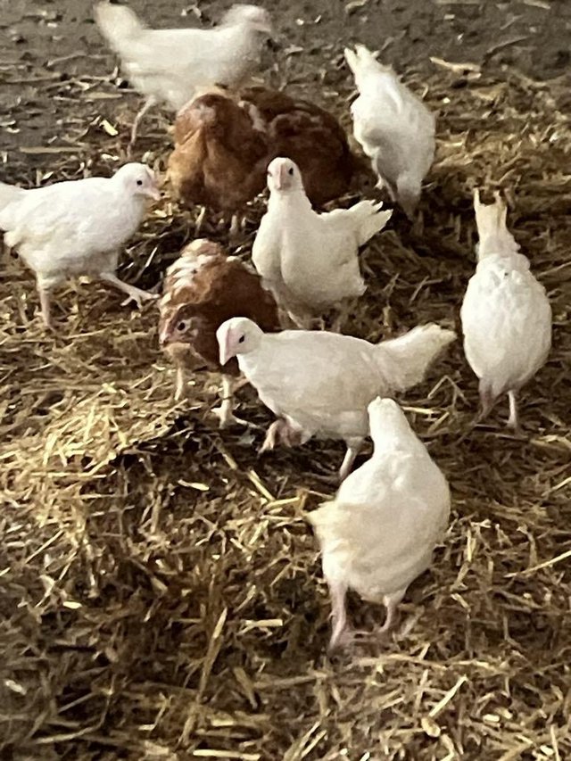 Preview of the first image of 6 week old White & Brown laying hen chicks.