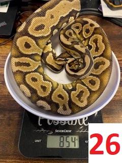 Image 18 of Various Royal Pythons - Reduced