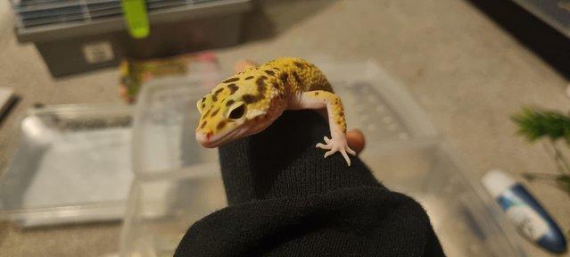 Image 4 of Leopard geckos 2 years old different morphs
