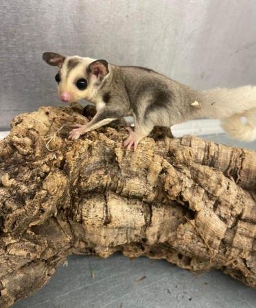 Image 3 of Various baby Sugar gliders available