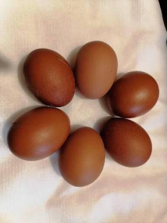 Image 1 of Bantam cuckoo maran hatching eggs