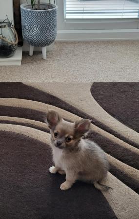 Image 3 of Male Longhaired Blue Sable Chihuahua pup