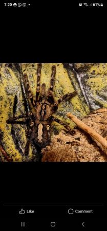 Image 3 of P ORNITA spider .... female
