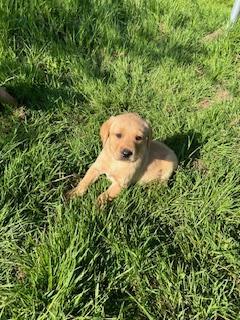 Image 6 of Red & Yellow Labrador Puppies