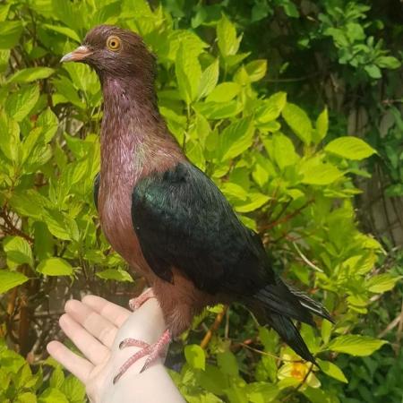 Image 2 of Young hand reared archangel pigeon for sale!