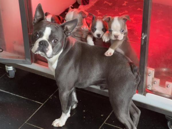 Image 1 of chunky rare colours full pedigree blue eyed Boston terriers