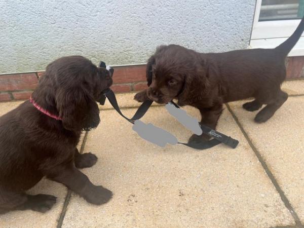 Image 1 of Kc registered cocker spaniel puppies ready on 16th May